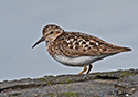 Calidris minutilla